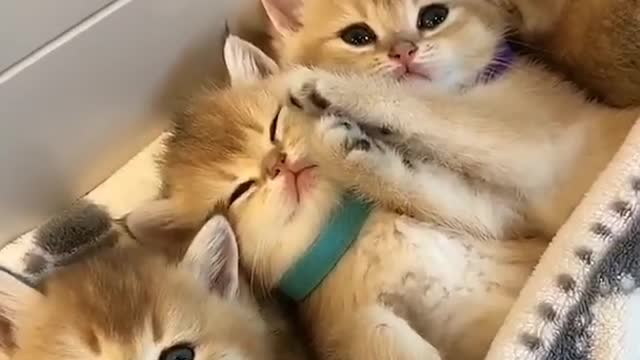 CUTENESS OVERLOADED ❤️ ❤️😻