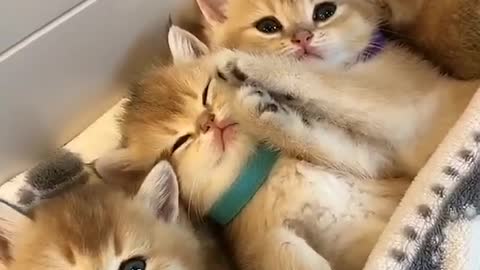 CUTENESS OVERLOADED ❤️ ❤️😻