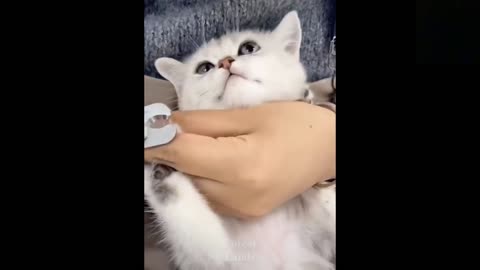Funny animals [] Try not to laugh compilation 22