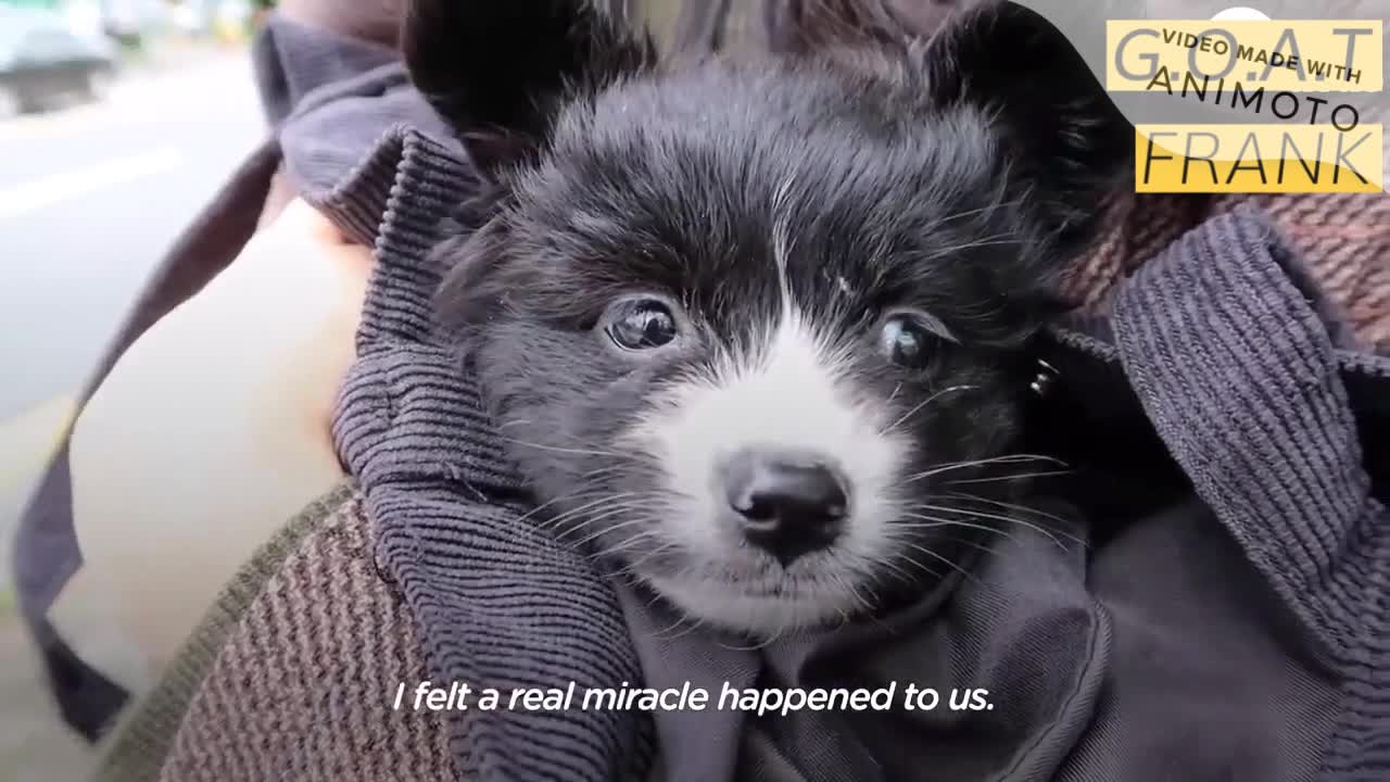 Dog KEEP Her Little Brother’s Side When He’s Sick