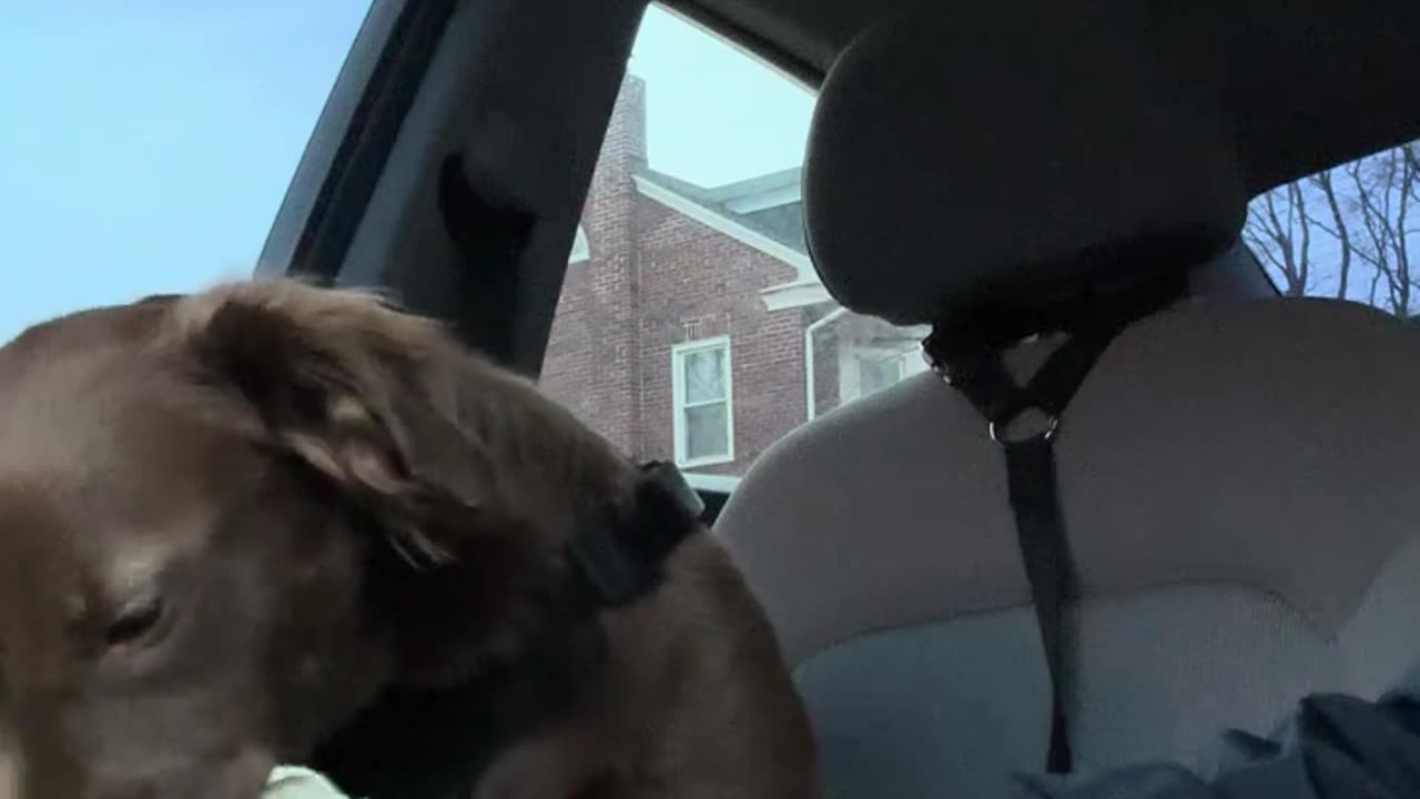 My puppy having Dunkin Donuts for the FIRST TIME