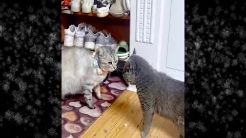 Funny cats