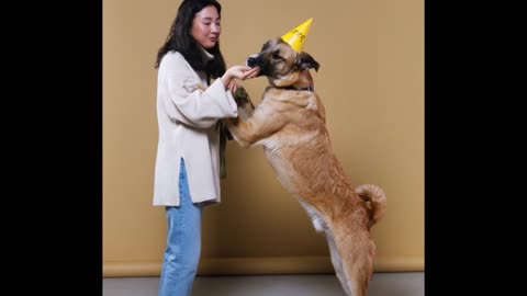 Learn how to make a dog stand in this video