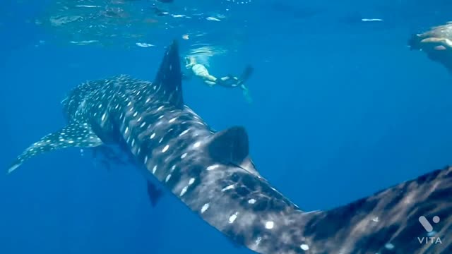Amazing blue whale