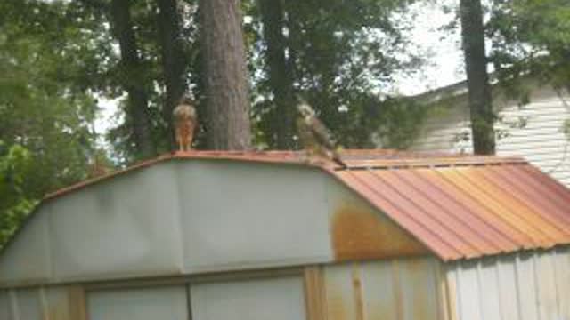 Hawks outside my house!