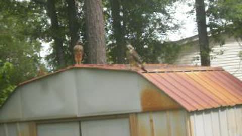 Hawks outside my house!