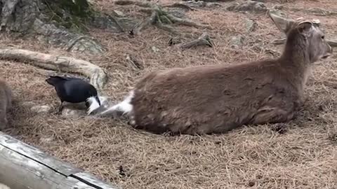 crow is collecting dear tails hair