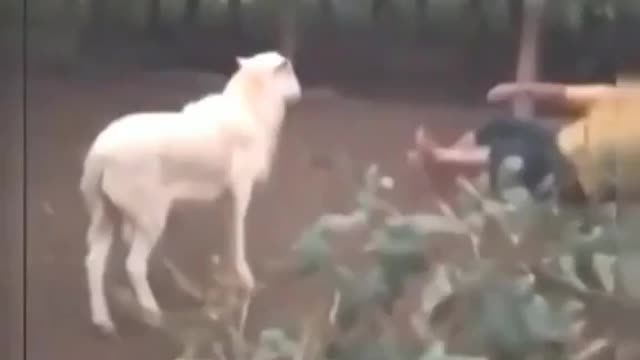 Funny goat