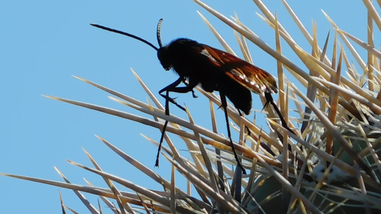 Tarantula Hawk Wasp Surveys It's Domain From A Tower Of Thorns