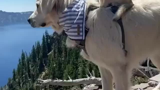 Dog and cat outdoor journey in Lake