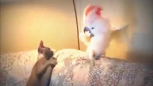 Amazing funny cats and parrot compilation