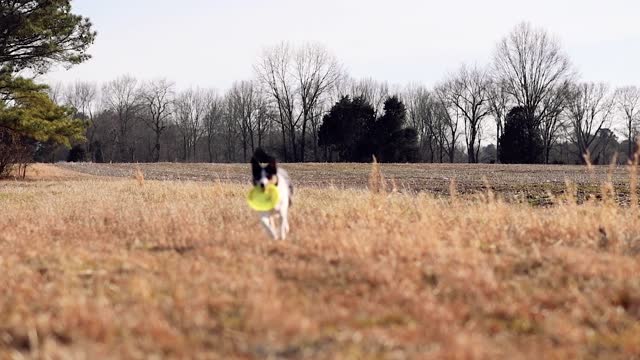 Beautiful and expert dog running