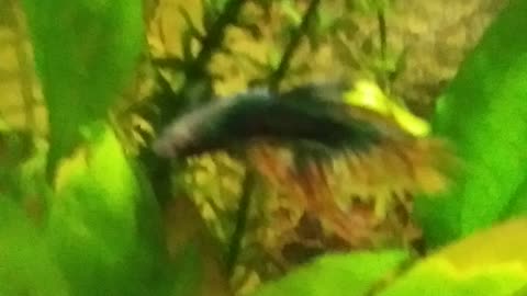 Elvis the Betta
