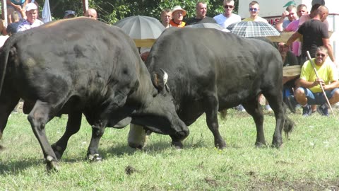 Brisko od Jurčevića vs Garonja od Kelešture Kruščica 2024
