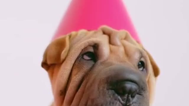 WRINKLED DOG IS CONFUSED! VIRAL DOG!