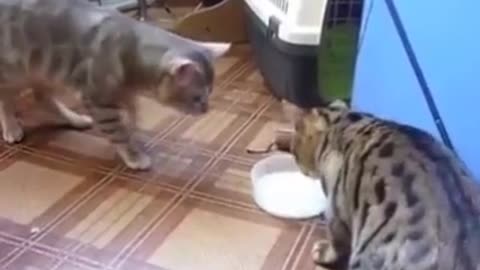 Cat funniest video