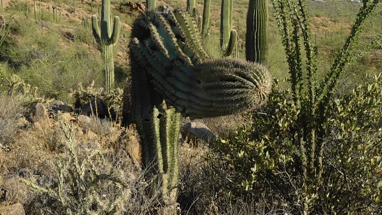 Saguaro Takes A Bow