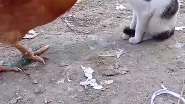 FUNNY ANIMALS VIDEOS