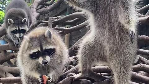 Small raccoon