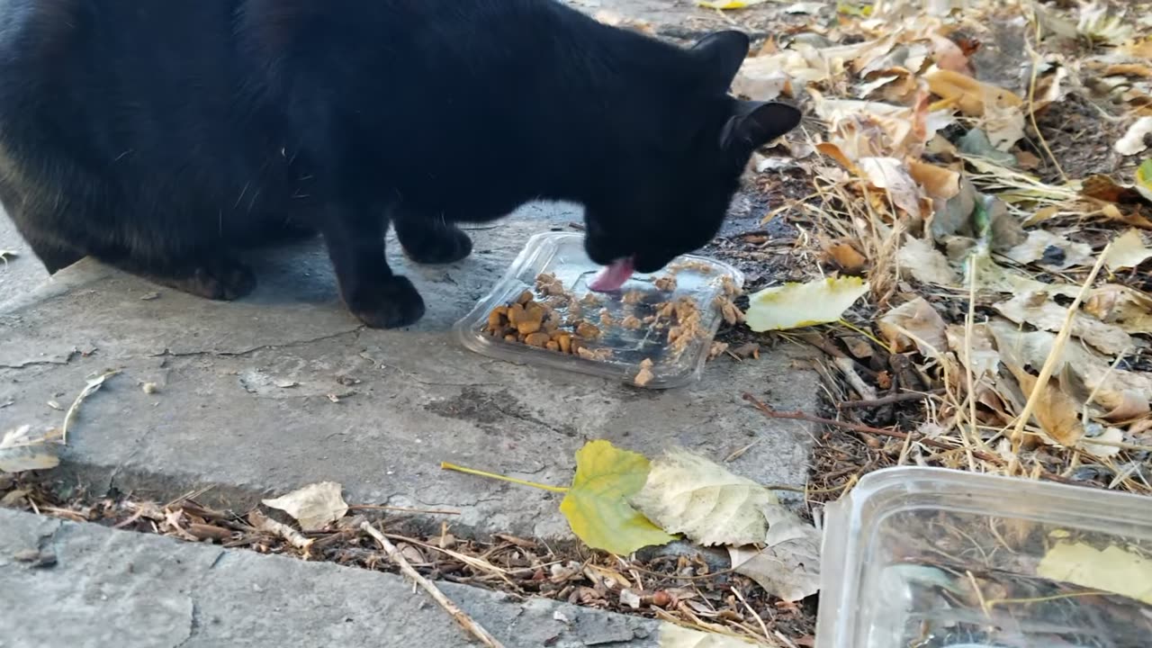 20231103 171106 Tux Eating