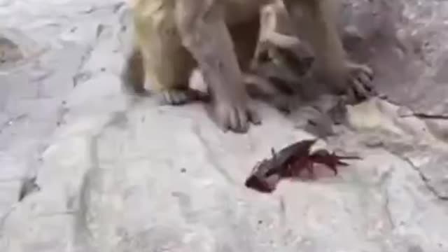 Funny Animals Planet