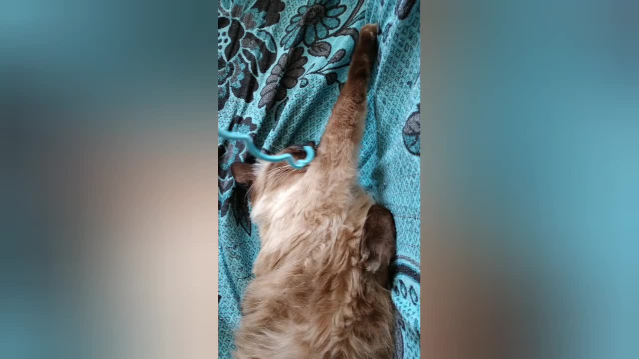 Drunk cat sleeping after drinking