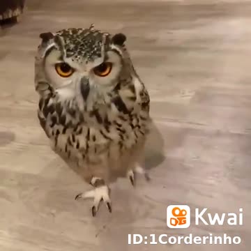 a coruja sai correndo