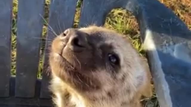 Baby Hyena loves getting scratched all around