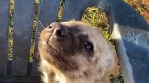 Baby Hyena loves getting scratched all around