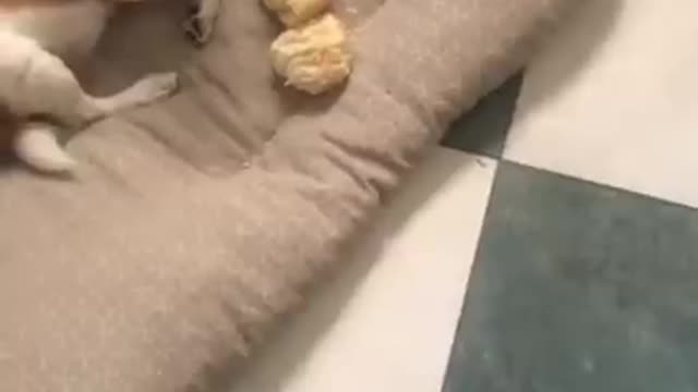 funny cats and dogs of 2022