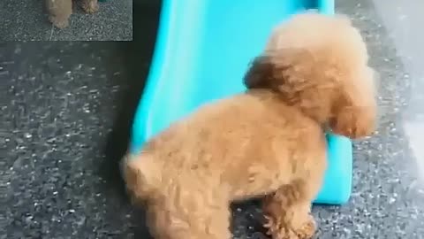 The dog is playing on the slide