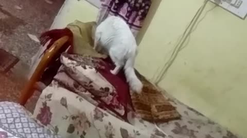 Cat is Cleaning Her Body