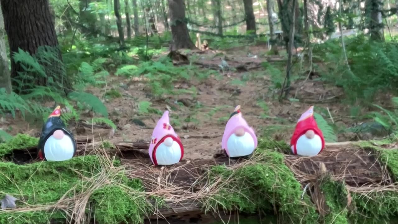 Gnome Forest Meditation