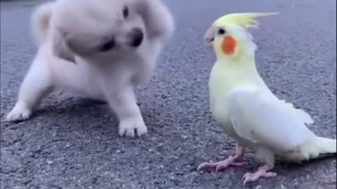 friendship of a dog and a parrot