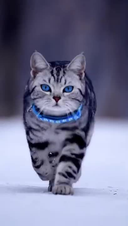 People Try Walking Their Cats