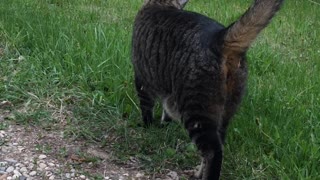 Tigger, A Sweet, Sweet Tabby Boy