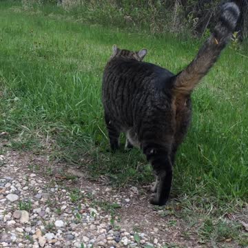 Tigger, A Sweet, Sweet Tabby Boy