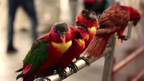 Beautiful birds at bird market in Doha, Qatar