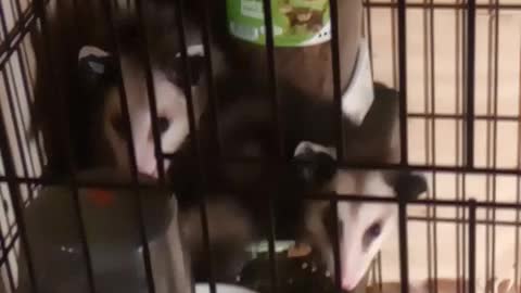 Possums Eating