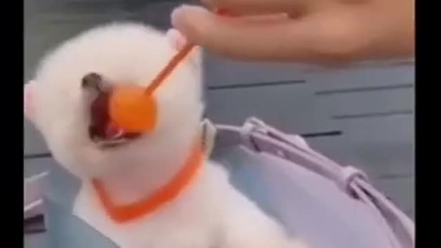 Cute and Funny Dog Videos Compilation,🐕🐕_#short