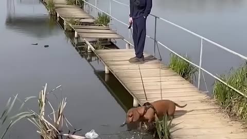 Funny cat and dogs 😂😂
