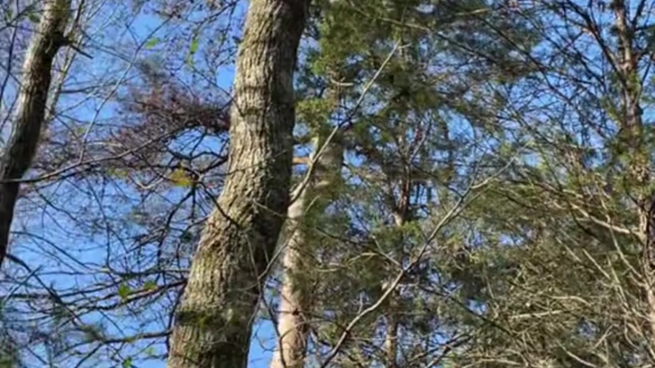 Stray Cat Rescued From Tree