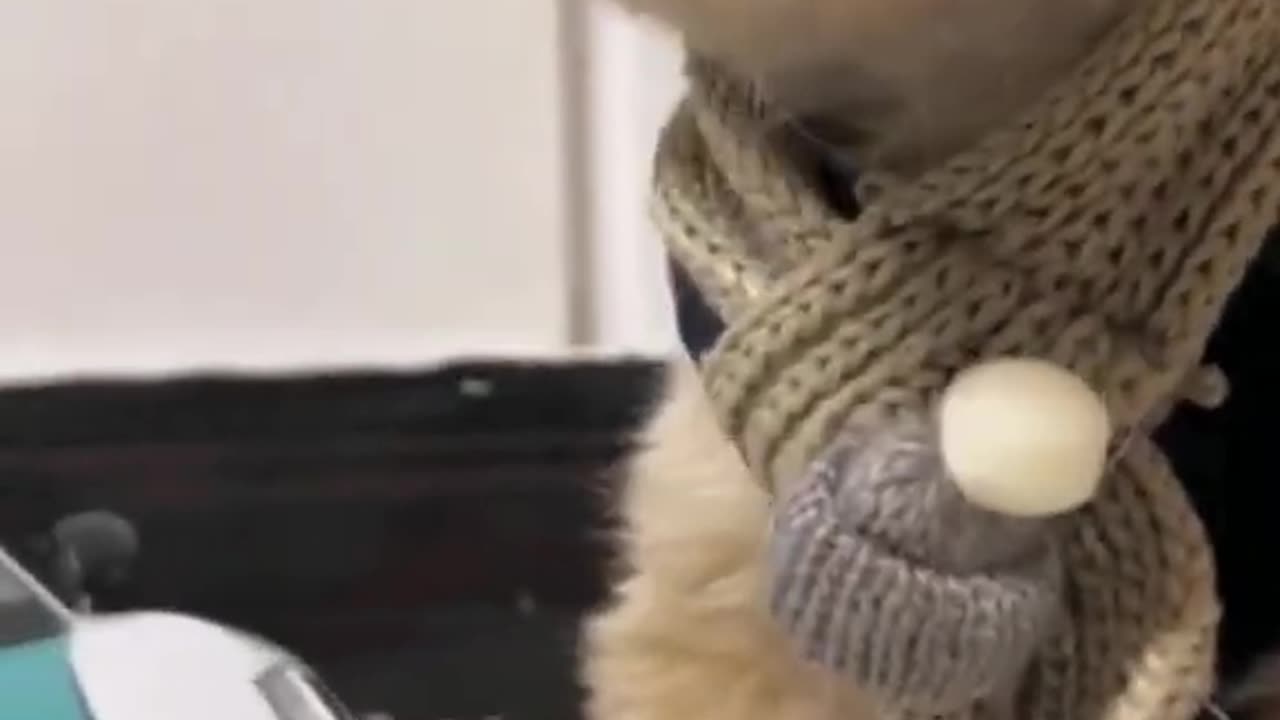 Funniest Cats and Dogs 😺🐶 Funny Animals 2023 😍