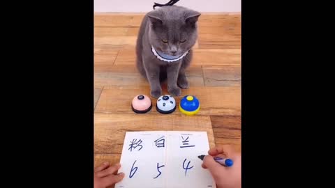 Funniest Animals - Best Of The 2021 Funny Animal Videos #88