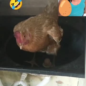 A Galinha do meu amigo Xavier botou ovona pia de lavar roupa