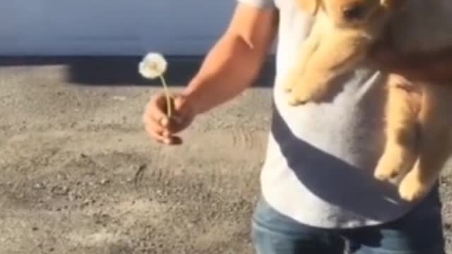 How can a dog be as happy as you