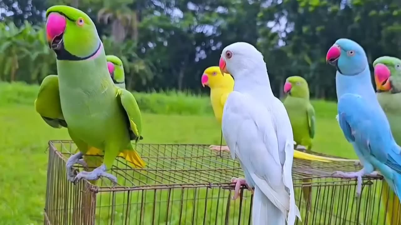 Parrot Natural Sounds