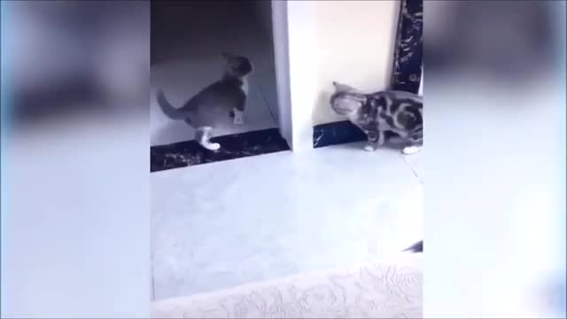 Cute Dogs and Cats Doing Funny Things Compilation. #cutecats, #doglovers, #funnyanimals, #petlovers