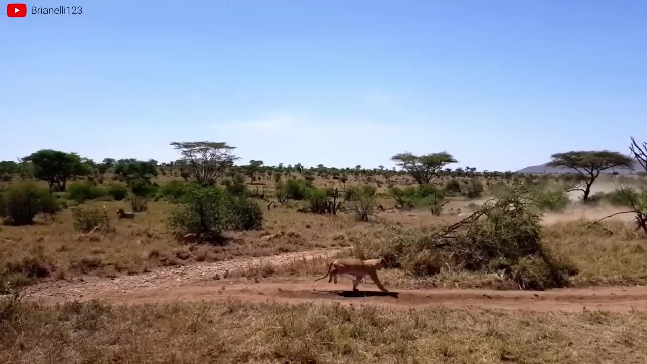 Lion VS Tiger fight