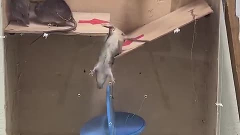 RAT TRAP AT HOME mouse trap idea